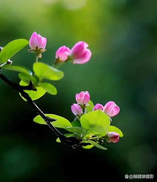 通过大自然的花草,可以感知世界的变化.