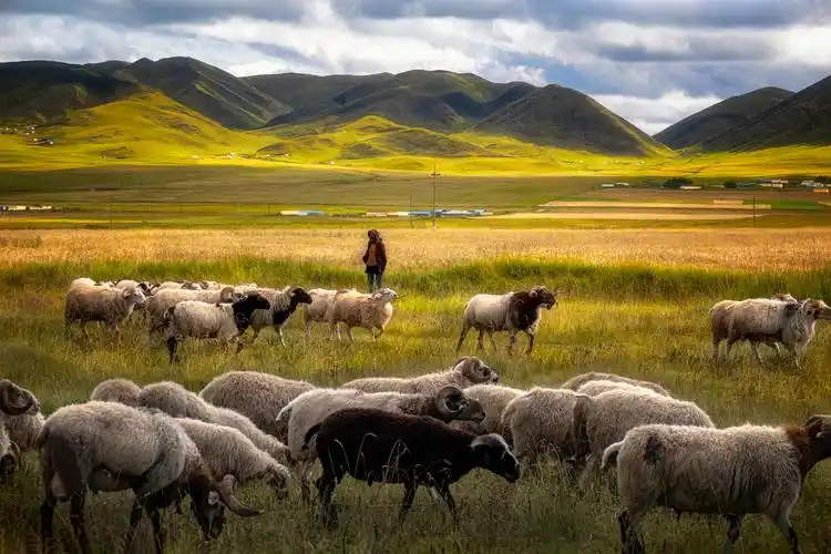 牧羊女_纪实_poco摄影