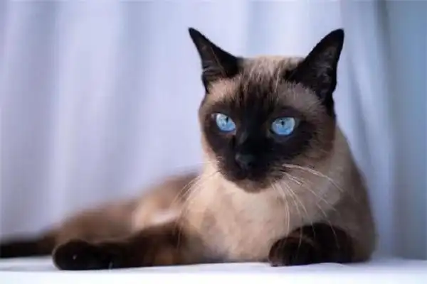 暹罗猫多少钱一只