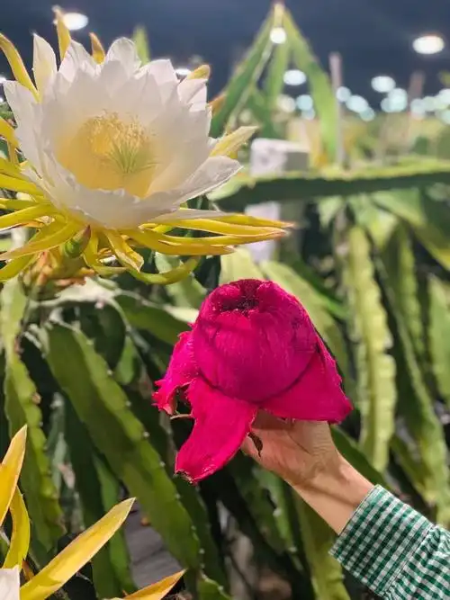 第一次见火龙果开花60好吃又好看红红火火