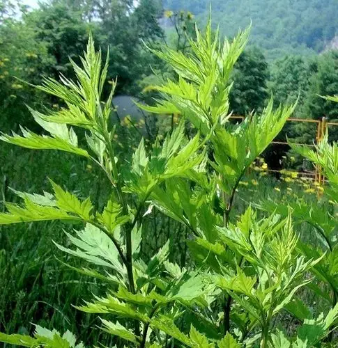 日月峡中草药678裂叶蒿2