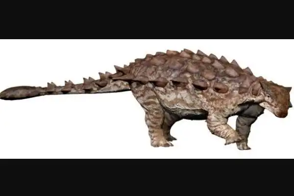 缙云甲龙和大部分的甲龙亚科恐龙一样,背部从脖子到尾巴都布满了板甲