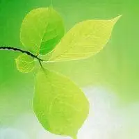 绿色的花朵头像微信头像【点击鼠标右键下载】