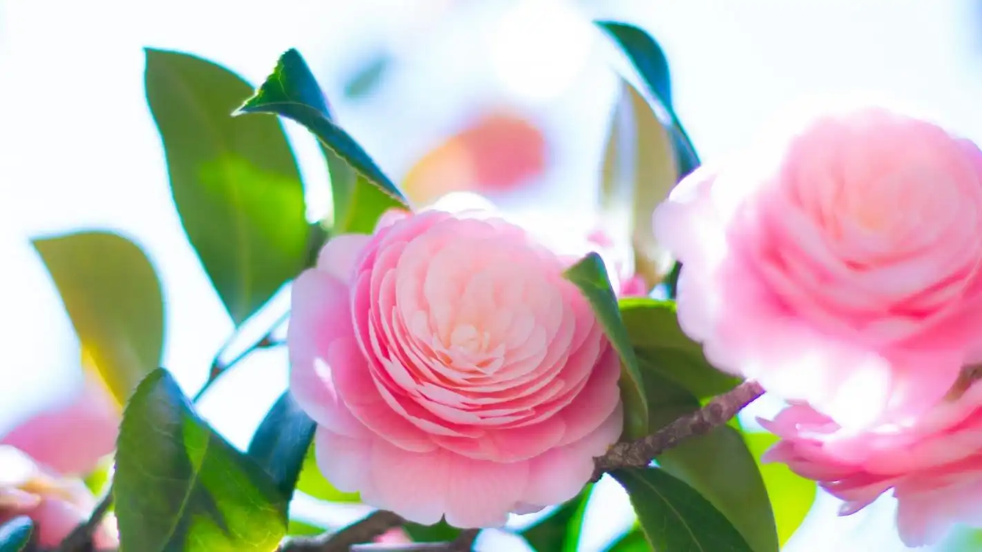 山茶花图片高清电脑桌面壁纸高清大图预览1920x1200_植物壁纸下载_美