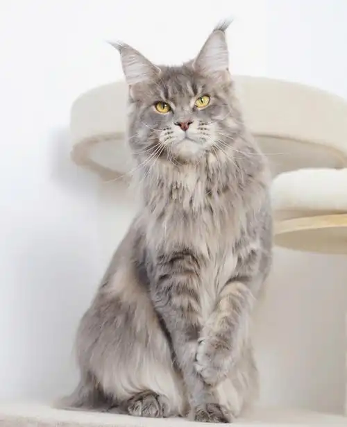 蓝虎斑缅因猫～