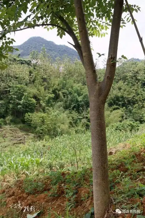 黄柏别名:黄檗,元柏,檗木,檗皮.它身上最有价值的还是它的树皮.