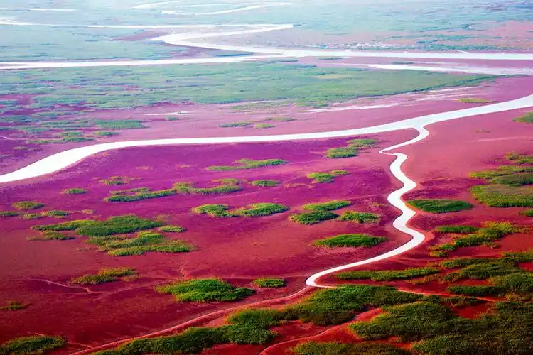 绵延不绝的翅碱蓬把广袤的滩涂染成红色,成为秋季黄河口独特的风景.