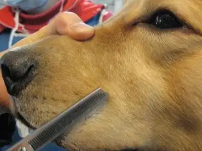 拥有漂亮的金毛狗狗,教你如何剪出一只漂亮狗狗