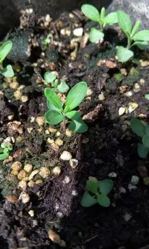 薰衣草苗 种植者安徽花友小淑 #香草##薰衣草##狭叶薰衣草##发芽出苗