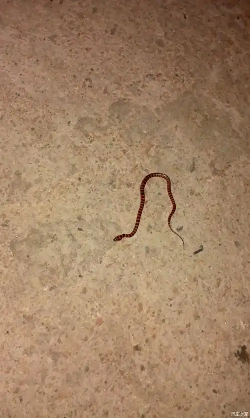 晚上出来看到一条小花蛇