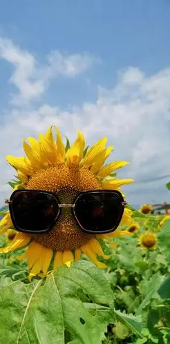 阳光下的大光圈～～向日葵的颜色,荷花的笑脸,绿水的欢愉!