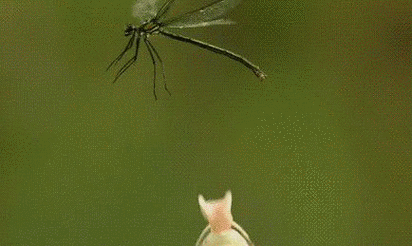 434_259gif 动态图 动图