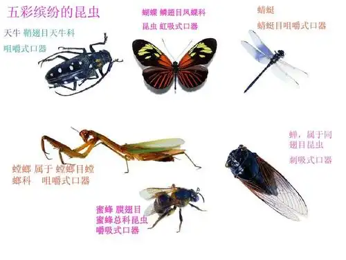 昆虫 虹吸式口器 蜻蜓 蜻蜓目咀嚼式口器 蝉,属于同 翅目昆虫 刺吸式