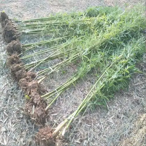 竹子 竹苗竹林淡竹青竹刚竹紫竹楠竹金镶玉竹子苗绿化苗木工程苗