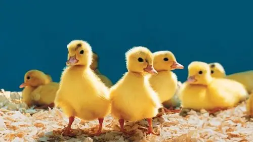 安卓(android)萌宠 小鸭子 呆萌 可爱高清手机壁纸免费下载,安心市场