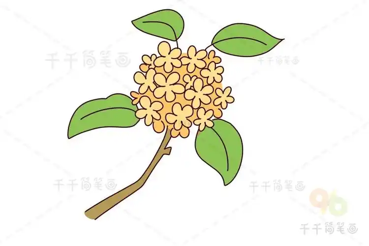 桂花简笔画