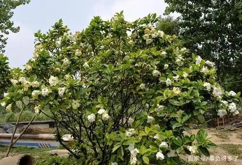 栀子叶子发黄和花苞腐烂主要与这些点有关,很多人并不知道