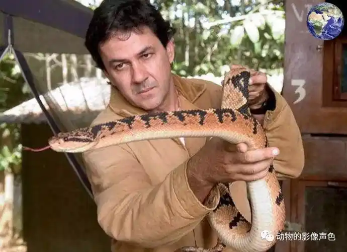 美洲地区体型最大的毒蛇——亚马逊巨蝮,这才叫致命杀手