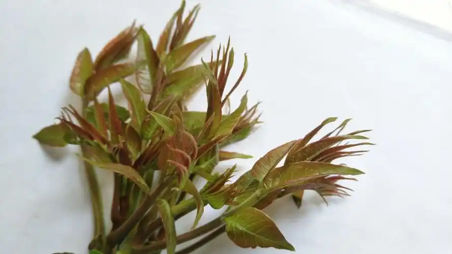 香椿芽,家乡的味道