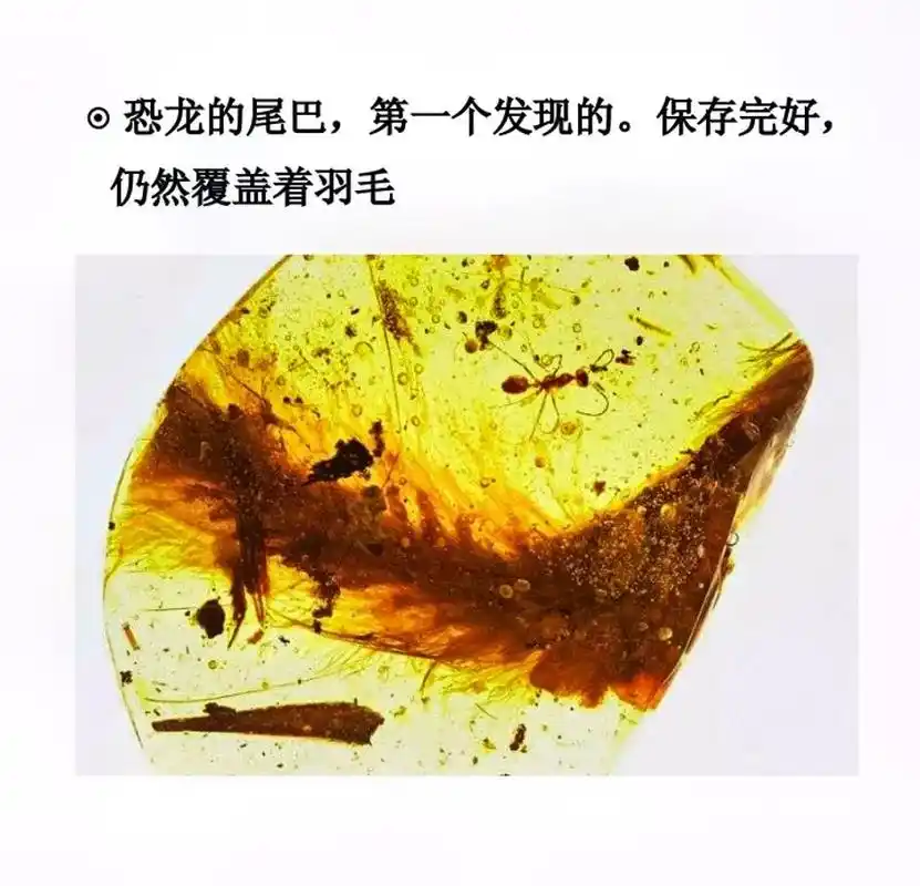 琥珀发现保留完整的恐龙尾巴 任然还有羽毛#琥珀  - 抖音