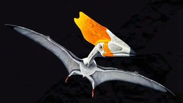 锯齿龙类爬虫类,并不是恐龙.