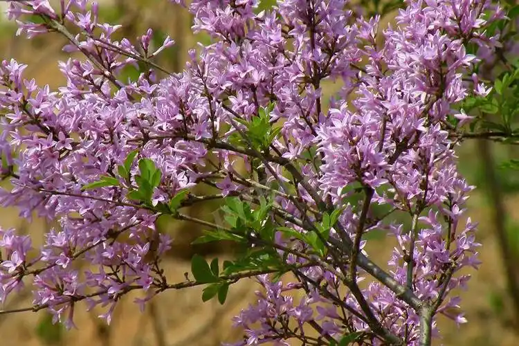 荒山庭园绿化的优良树种裂叶丁香