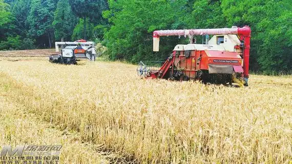 盐亭以粮为媒串起乡村振兴路