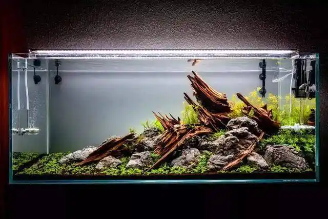 准备开个90缸 - 水草造景 - cta南美水族