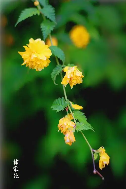 其它 棣棠花 写美篇【傈僳药】给西里:花,枝叶治