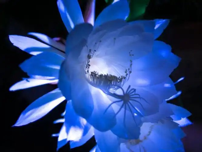 昙花一现的现常用成语叫昙花一现