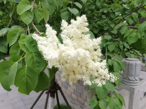 暴马丁香树,蜂集花上