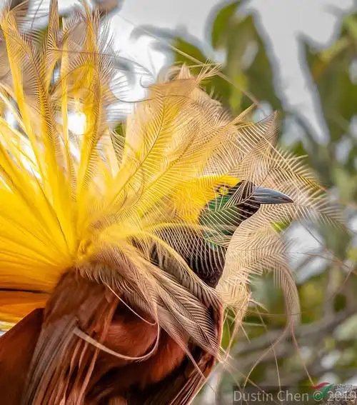 大极乐鸟跳求偶舞祝贺佳作荣获每日一图