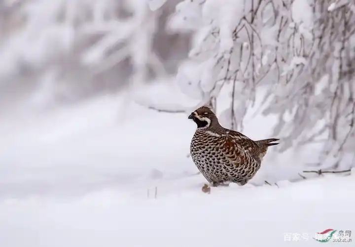 被称为"飞龙"的花尾榛鸡