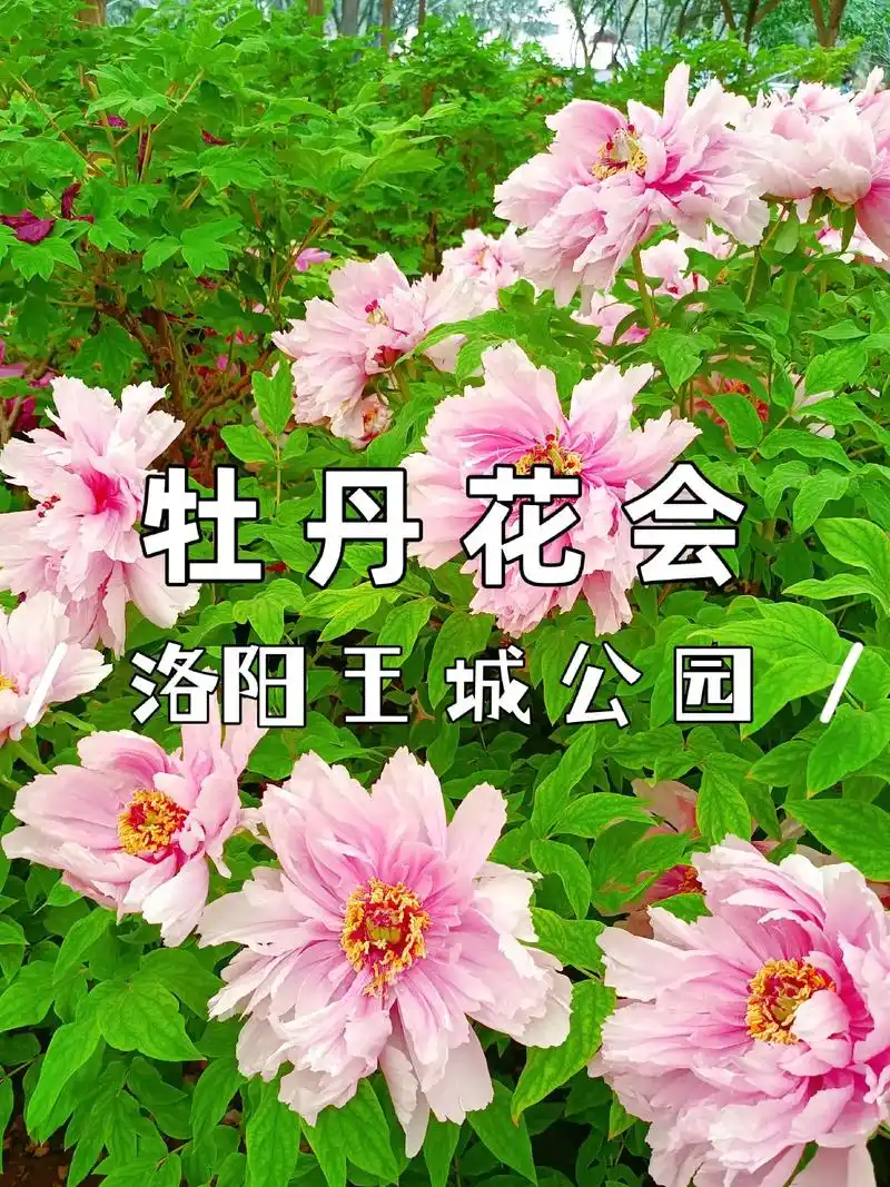 洛阳王城公园牡丹花会
