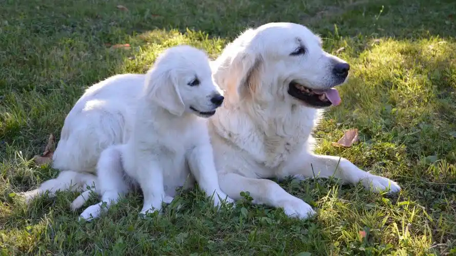 可爱美女,动物,可爱,小狗,动物,电脑壁纸,壁纸白色金毛犬