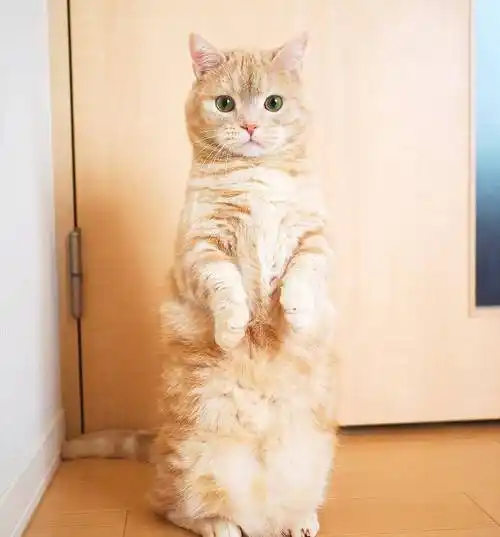 一只擅长双脚站立的网红曼基康小肥橘猫咪小短腿的毛孩子图集