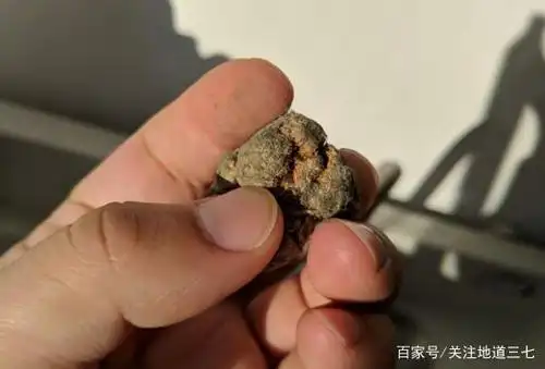 购买三七案例⑥:三七头霉变了是否还能食用?