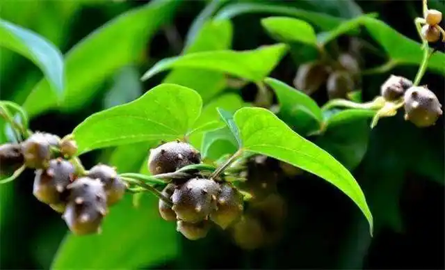 它是山药果子,唤做零余子,农村没人要,价值珍贵