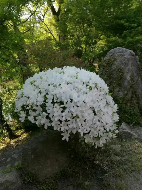 罕见的白色杜鹃花