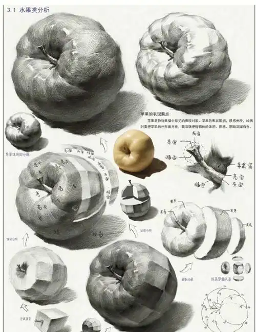 静物素描单体练习