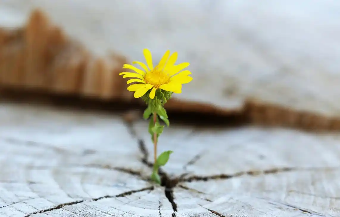 知足常乐是积极乐观的人生态度,安于现状是一种自我禁锢_手机搜狐网