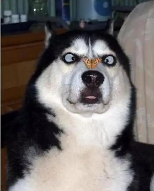 哈士奇只会逗比不会护主?错,当有危险时,你会发现它是一个勇士