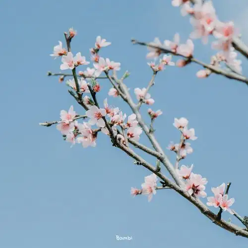 这一秒的春天,就让各种喜爱尽情生长吧摄影@-阿鹿-- #摄影# #遇见春光