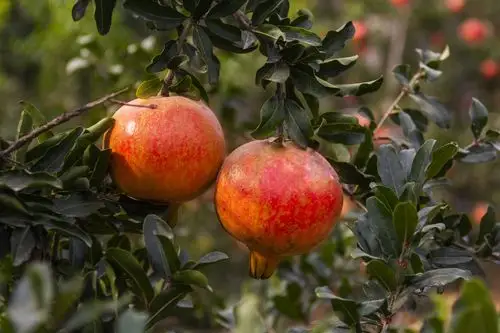 硕果累累丰收季