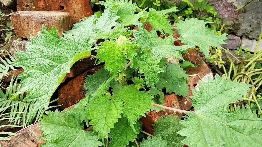 这种"火麻草",农村人遇到绕着走,殊不知是贵重的"百草之王"
