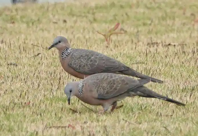 斑鸠公母对比一下图