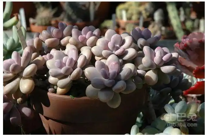 有的花友告诉说自己养的桃美人容易掉叶片,这是因为