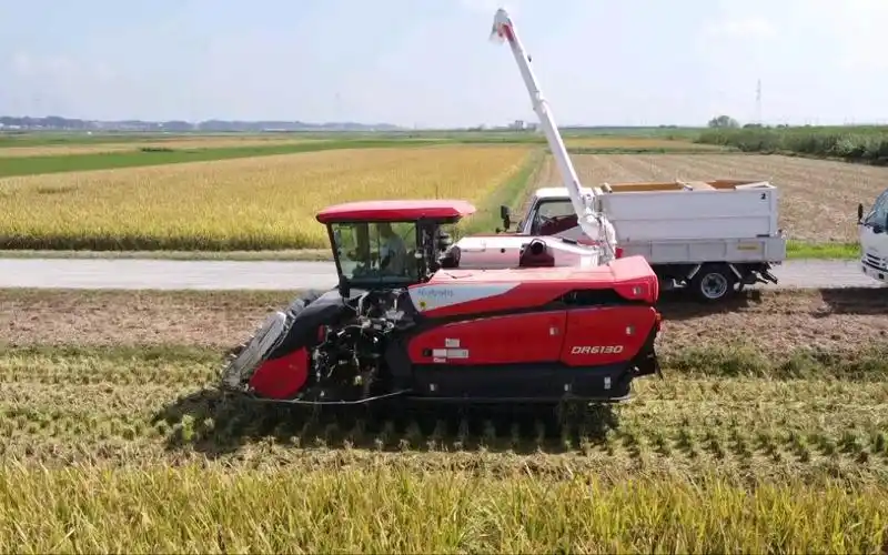 久保田(kubota)dr6130半喂入式联合收割机进行水稻收获作业