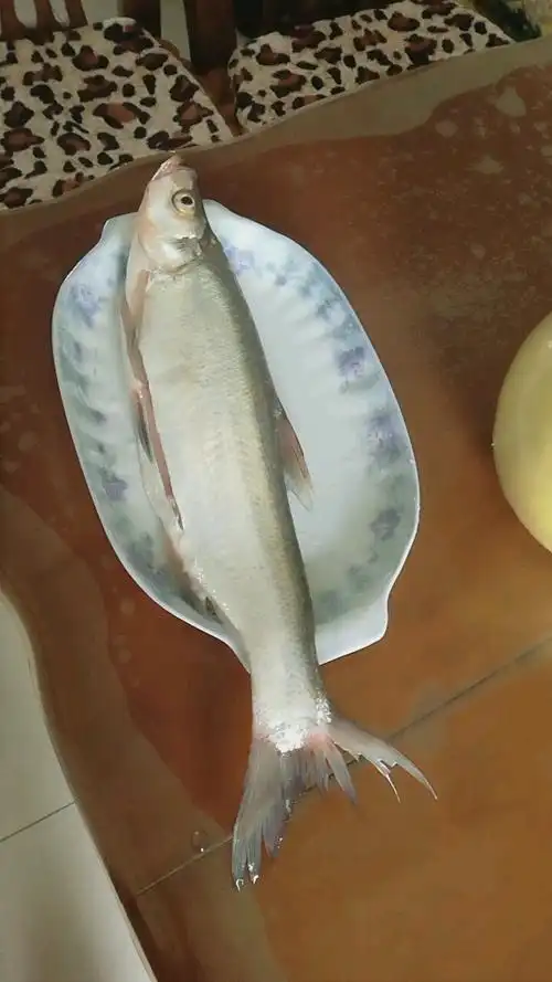 这种翘嘴鱼,我们叫白鱼,肉质鲜嫩.不知道你们叫什么鱼,欢迎留言.