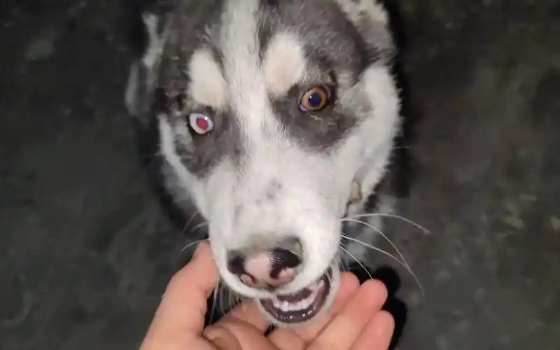 红眼二哈:你看我红色眼睛好看不?用智商换的.